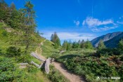alpages en voie boisement randonneurs