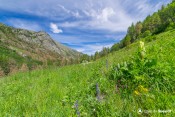 alpages fleuris