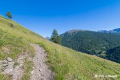 arbre solitaire en vue