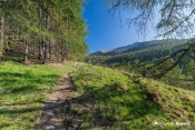 arrivee en lisiere de foret