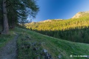 ascension en lisiere foret