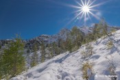 automne hiver melezes sous taillante