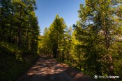 balade pre du laux descente chemin forestier
