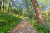 balisage arbre bois moulin