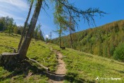 balisage arbre sentier col fromage
