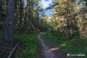 balisage meleze en foret sentier col fromage