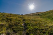 belle montee dans les prairies de l alp