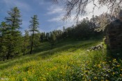 cabanes de lamaron fleurs rayons soleil