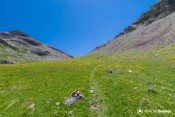 cairn dans fleurs sous serenne