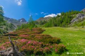 champ rhododendrons sous furfande