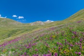 champs de fleurs sous le col