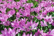 champs tulipe guillestre
