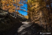 chemin forestier direction clot henry molines