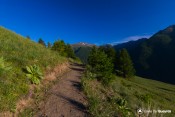chemin panoramique fleurs mauves