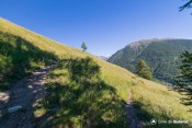 chicane arbre solitaire en vue