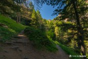 chicane dans les bois sous collet