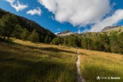 clairiere bois au dela bergerie