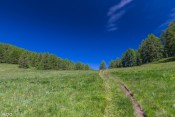 clairiere herbe vieille