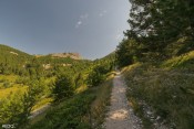 dans la montee au col bramousse sous les melezes