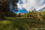 dans les bois sur sentier lac souliers