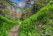 descente en sous bois