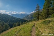 doux charmes des alpages et foret bois noir