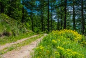 En forêt vers les Bertins