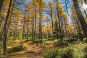 En forêt depuis le sentier du col Lacroix
