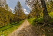 en lisiere du bois de la lavine
