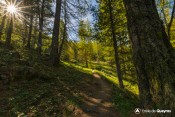 en sous bois sentier col fromage