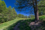 entree dans bois pisan