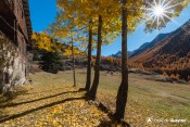 feuillus sous le soleil automne ferme thioure GR58 ceillac