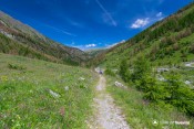 fin de sentier tranquille a travers les fleurs