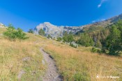 fin foret meleze arrivee vallon urine
