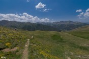 fleurs jaune prairies alpes verte ciel queyrassin