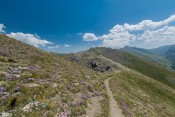 fleurs violettes sur les cretes