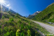 flore a gogo depuis route grand belvedere