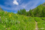 flore autour du sentier explosion de senteurs