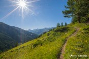 flore ensoleillee alpage sous moussou