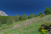 flower power dans bois pissan