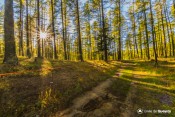 foret de roue sous soleil