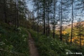fraicheur matinale dans bois clot charin