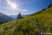 herbes hautes sous le soleil