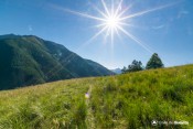 herbes hautes sous soleil