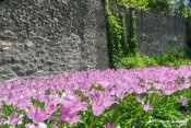 jardin maison nature guillestre mur champs tulipe