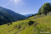la foret reprend ses droits peu a peu