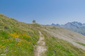 le poste optique sous les fleurs