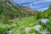 le sentier serpente entre les fleurs