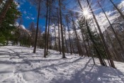 le soleil joue a cache cache dans bois moulin
