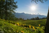 Les plateaux verdoyants et fleuris du Sommet Bucher